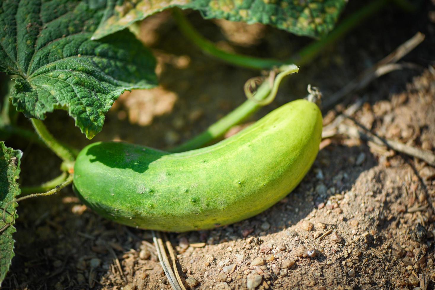 planta de pepino no jardim espera colheita - pepino orgânico fresco crescendo no solo da fazenda foto