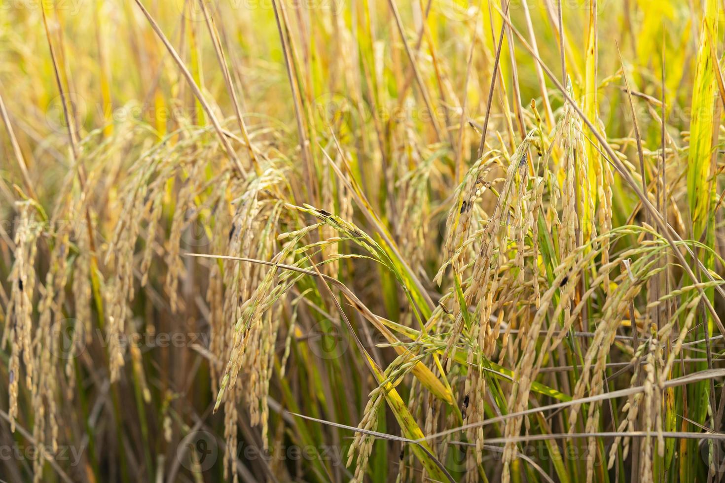 campo de arroz jasmim foto