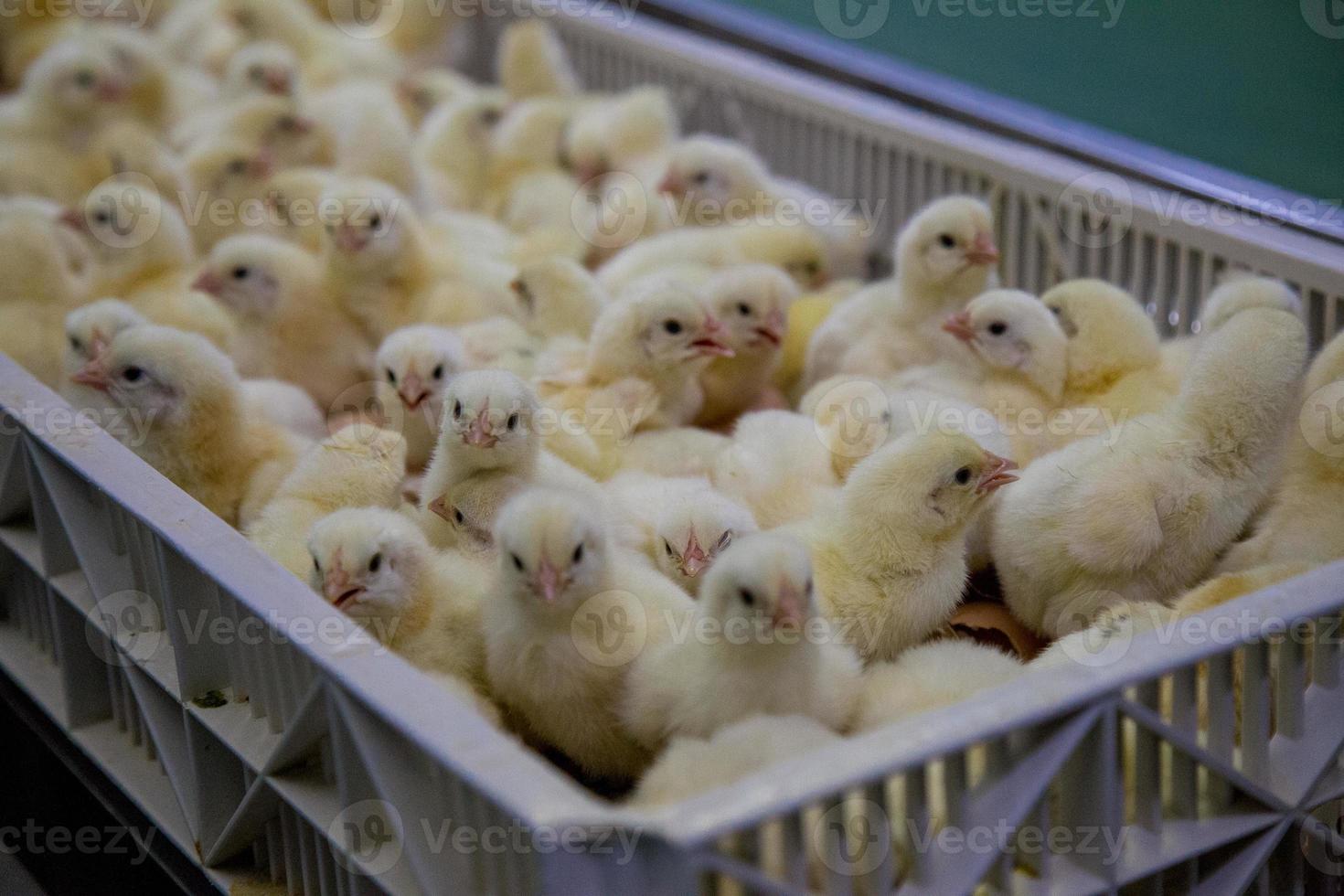frangos recém-nascidos na bandeja, negócio avícola. negócio de granja com alta pecuária e uso de tecnologia na agropecuária na seleção de linha de processo de gênero de frango foto
