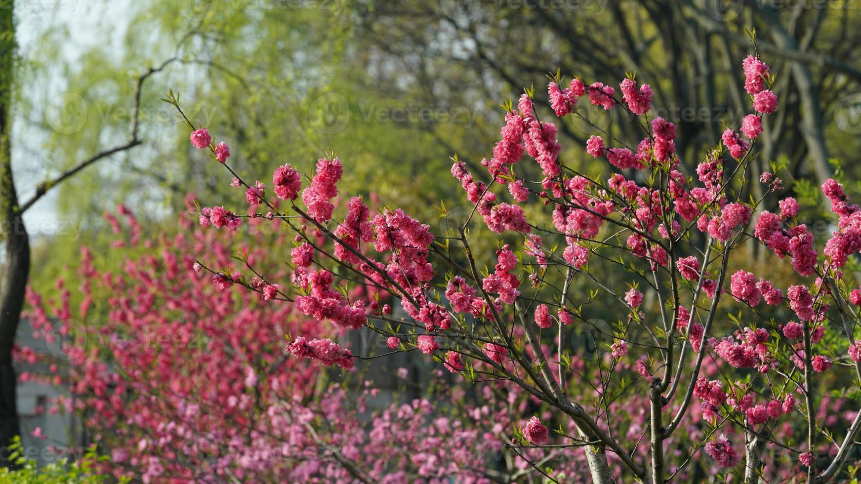 as lindas flores de cerejeira florescendo no parque na China na primavera foto