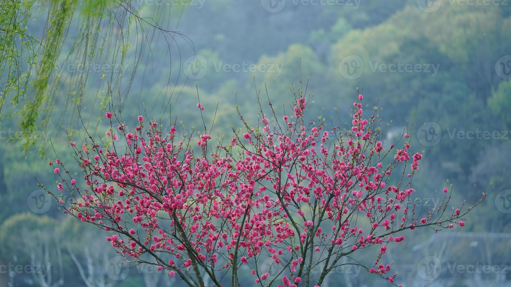 as lindas flores de cerejeira florescendo no parque na China na primavera foto