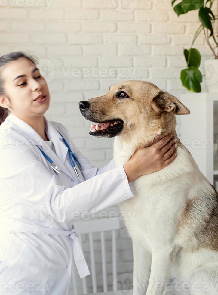 veterinário sorridente examinando e escovando cachorro de raça mista foto