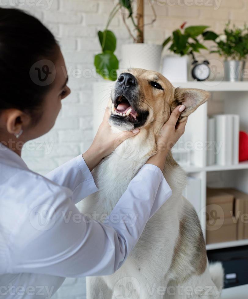 veterinário sorridente examinando e escovando cachorro de raça mista foto