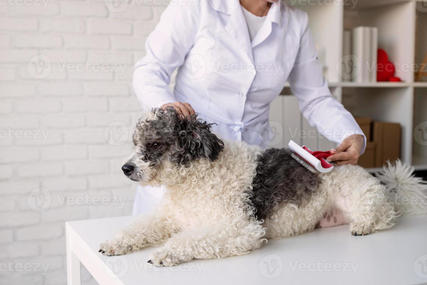 veterinário sorridente examinando e escovando cachorro de raça mista foto