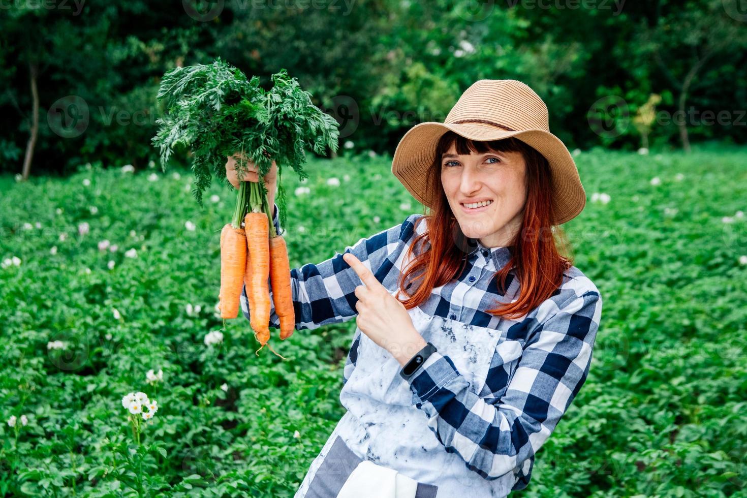 agricultora segura um monte de cenouras no fundo de uma horta foto