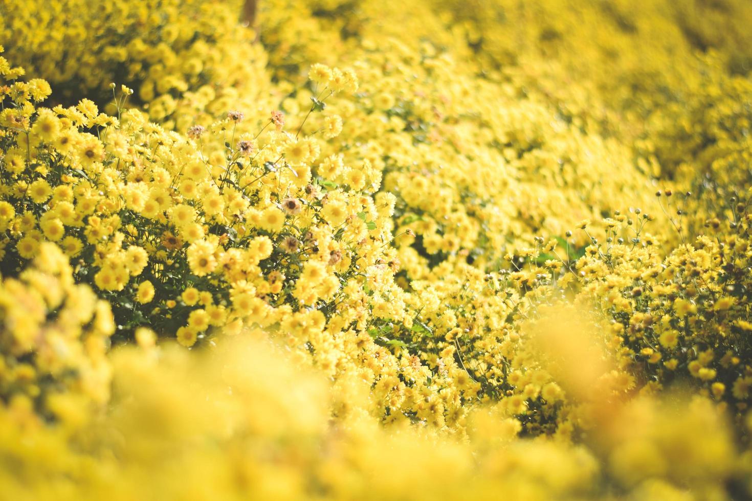 fundo do campo de flores amarelas. flor de crisântemo foto