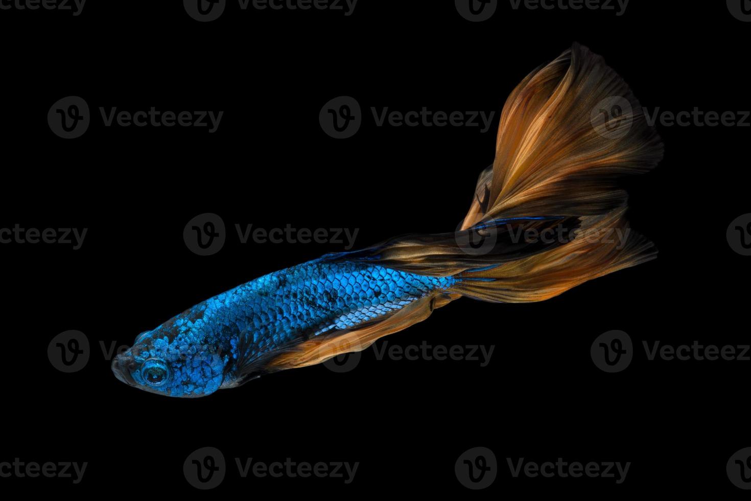 peixe betta ou peixe-lutador-siamês em movimento isolado no fundo preto. foto
