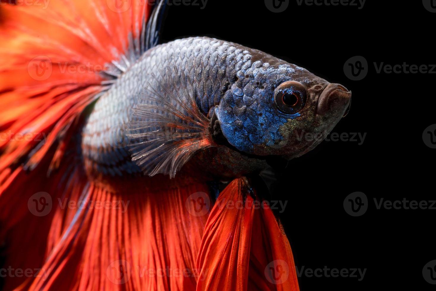 peixe betta ou peixe-lutador-siamês em movimento isolado no fundo preto. foto