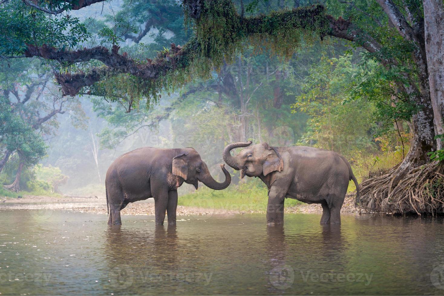 elefantes asiáticos em um rio natural na floresta profunda, na Tailândia foto