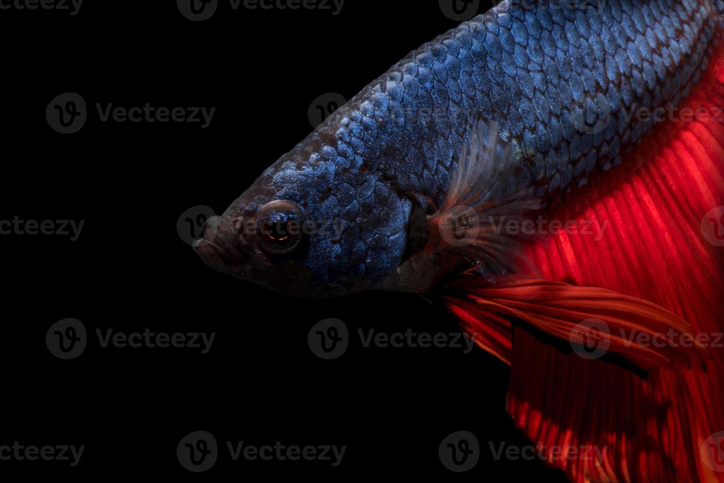 feche o movimento artístico de peixes betta ou peixes-lutadores siameses em fundo preto foto