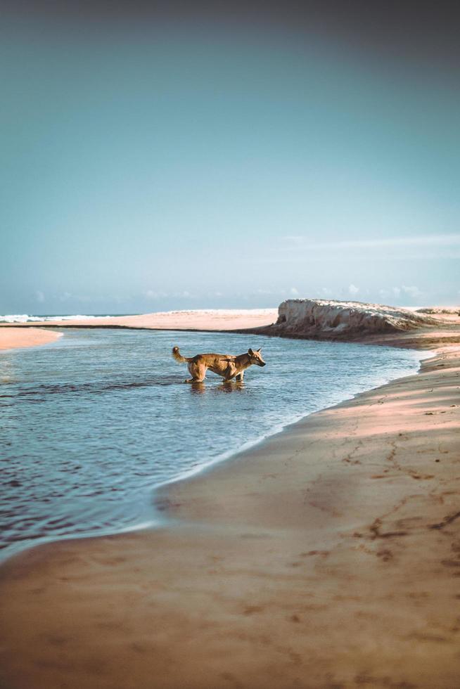 dingo na praia australiana foto