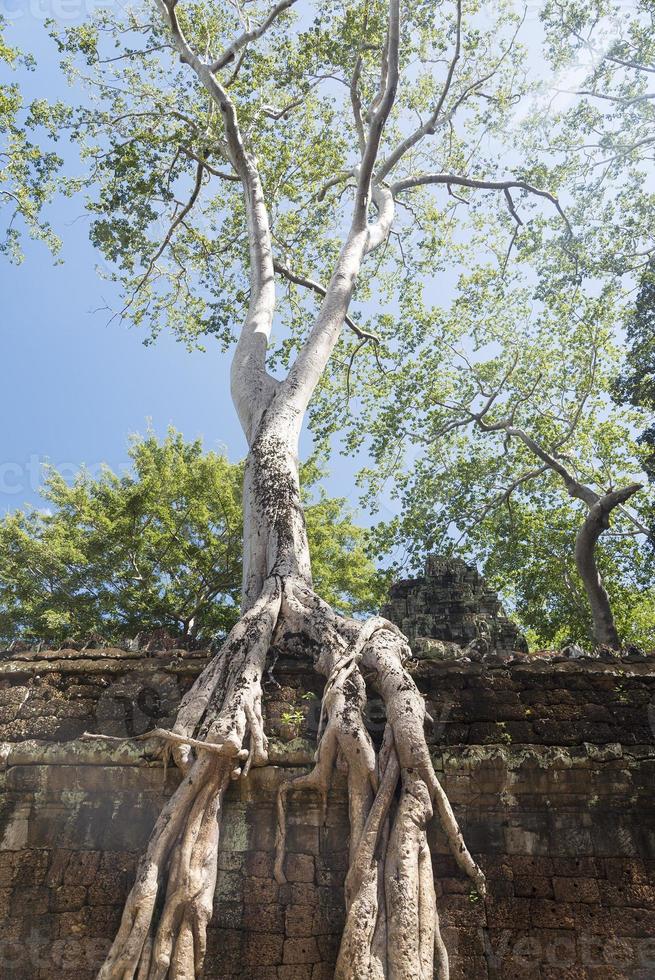 velha árvore nas ruínas. foto