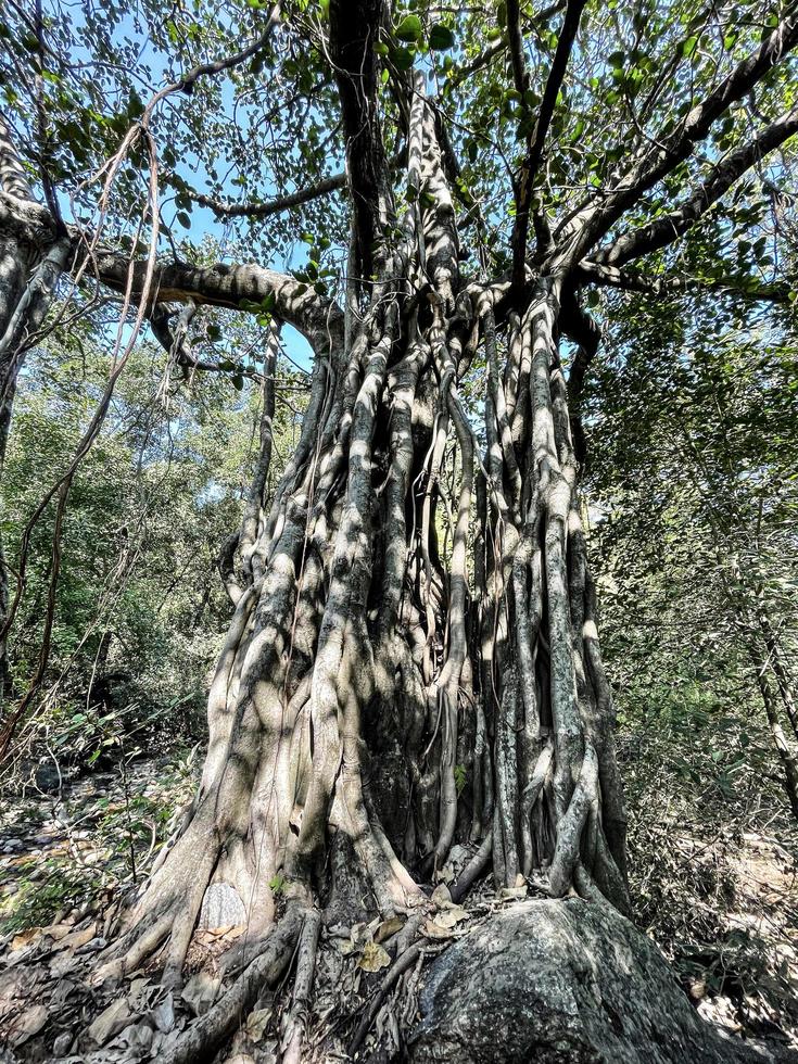 vista de baixo ângulo de uma enorme figueira estranguladora indiana foto