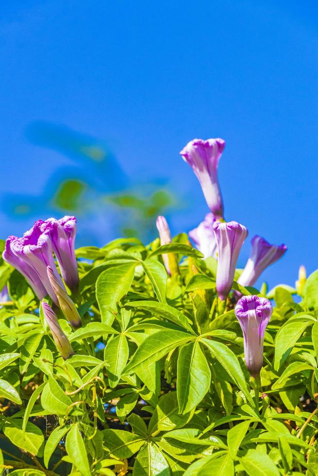 flor de ipomeia rosa mexicana em cima do muro com folhas verdes. foto