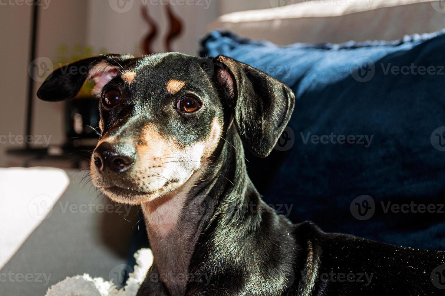 cachorrinho vira-lata bonito em pé no sofá de uma casa em São Manuel. uma pequena cidade no interior do Brasil. foto