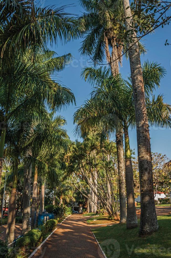 caminho de paralelepípedos em meio a um exuberante jardim repleto de árvores altas e palmeiras, em um dia de sol em são manuel. uma linda cidadezinha no interior do estado de são paulo. sudeste do brasil. foto