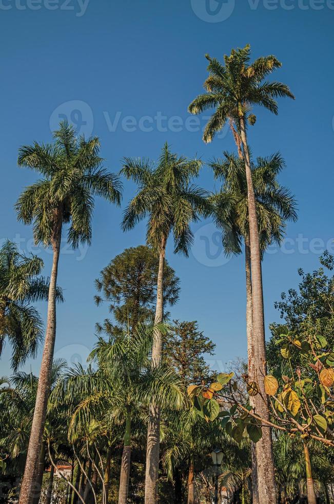 palmeiras altas e frondosas em meio à vegetação em um jardim quadrado em dias de sol em são manuel. uma linda cidadezinha no interior do estado de são paulo. sudeste do brasil. foto