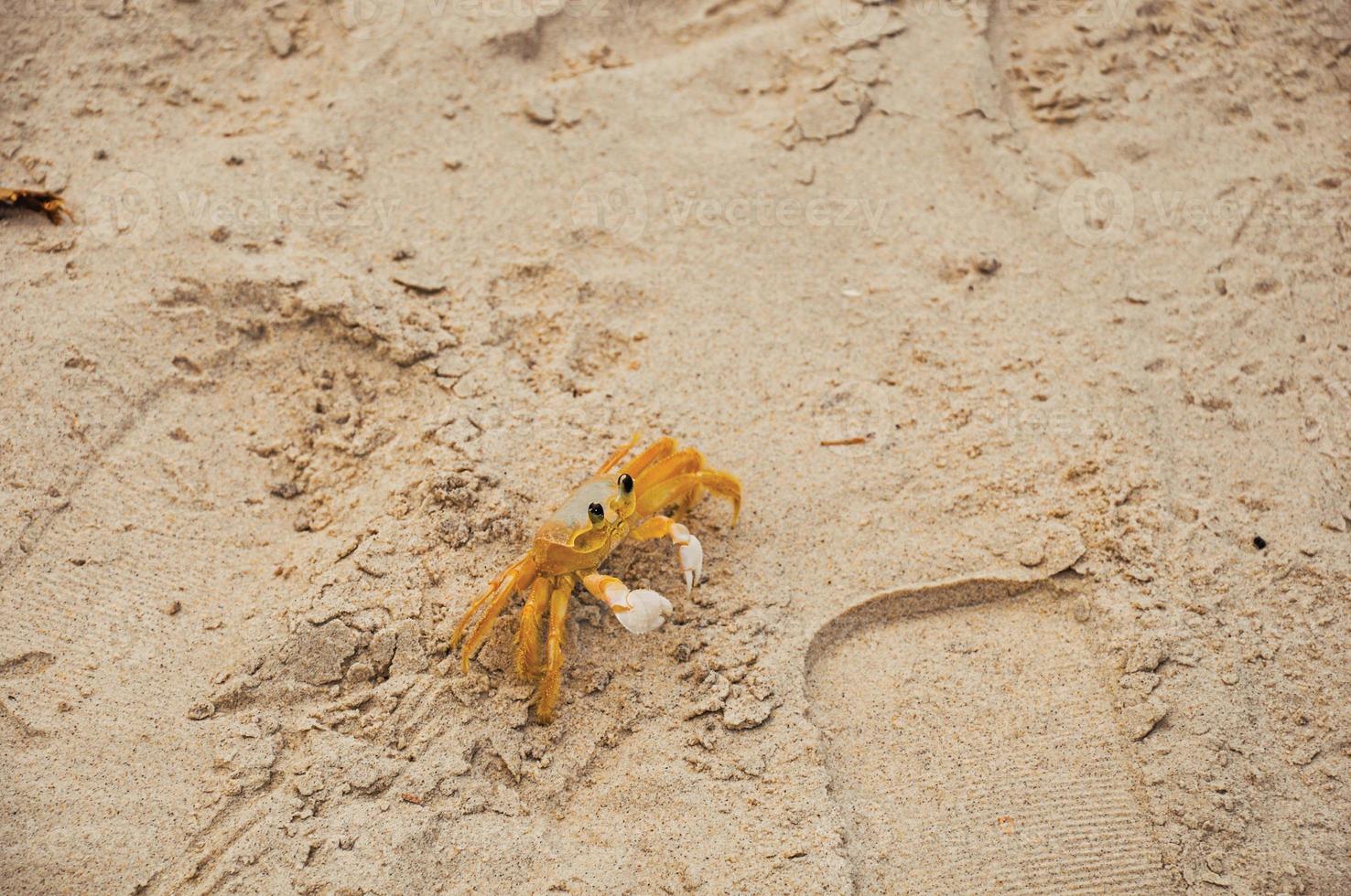 close-up de um caranguejo perto de sua toca na areia da praia de Juquey, um vilarejo tropical incrível no litoral do estado de são paulo, sudoeste do Brasil. foto