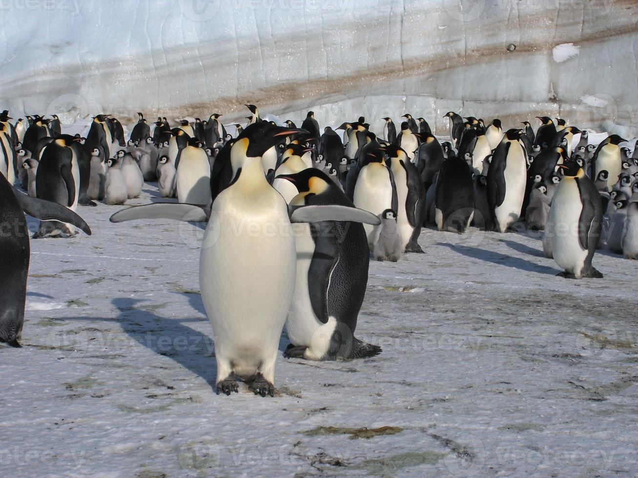 pinguins imperador no gelo da Antártica foto