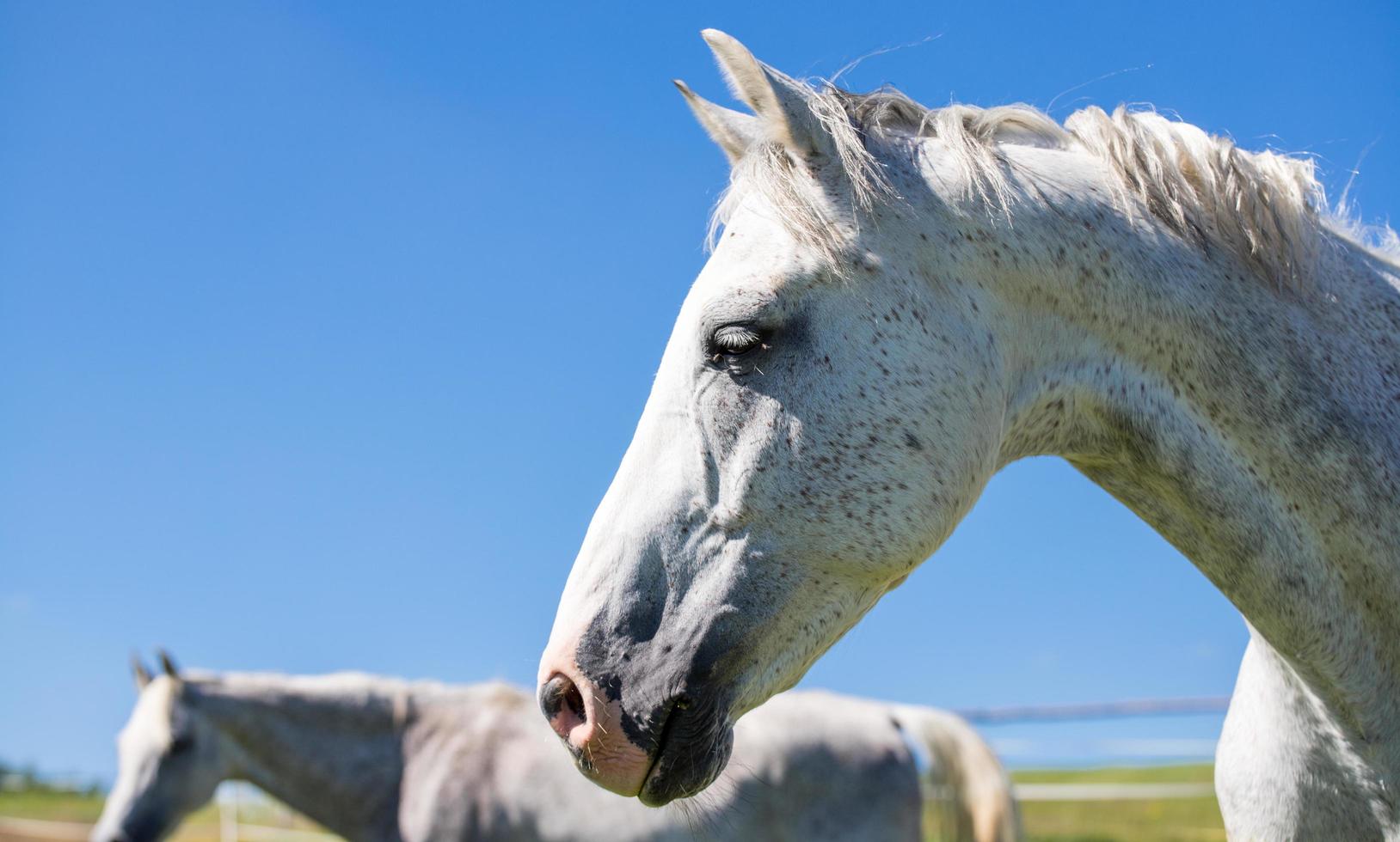 perfil de cavalo branco contra céu azul foto