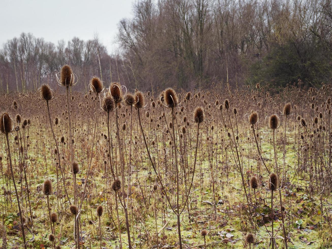 densos teasels de inverno em barlow common, north yorkshire, inglaterra foto