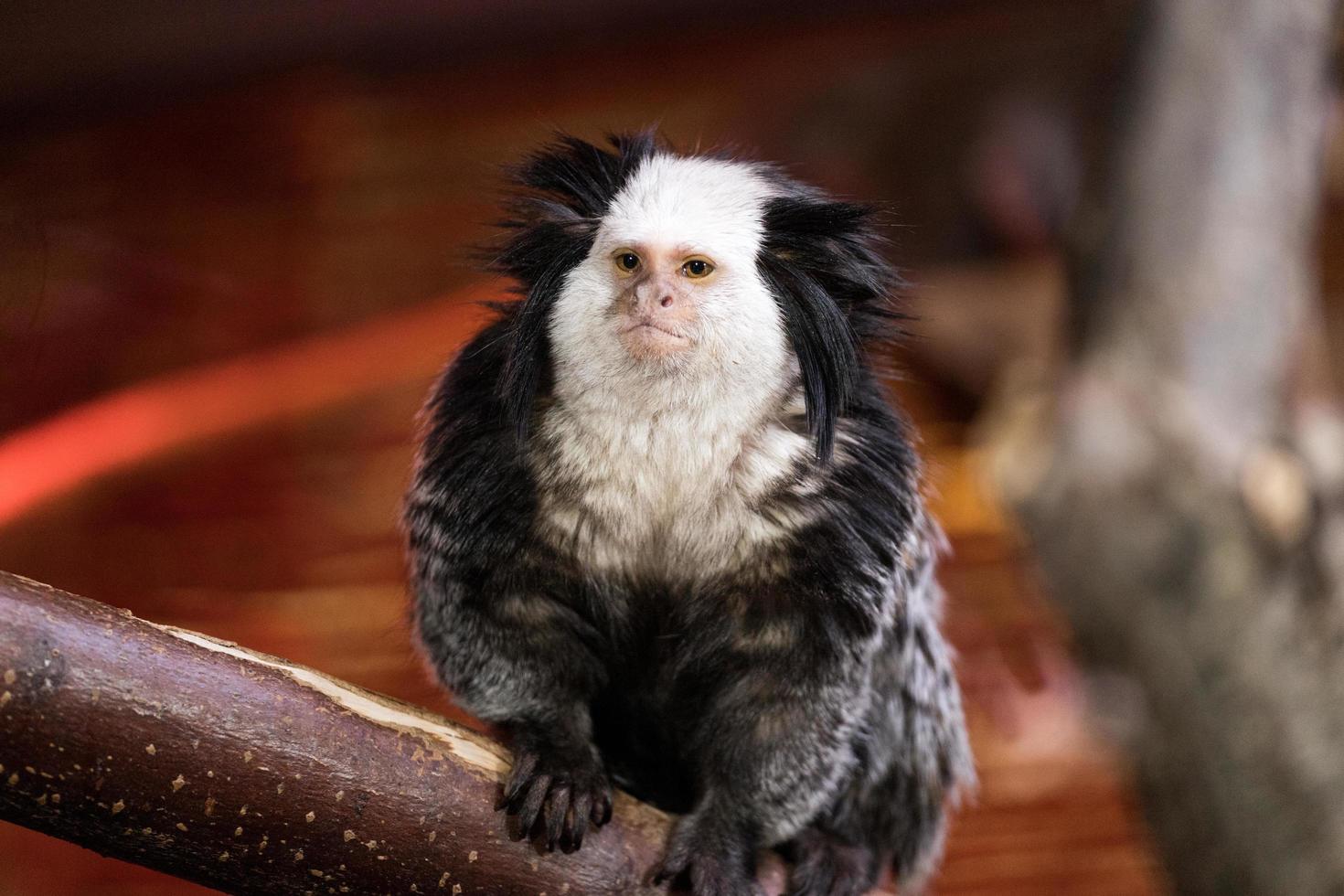 Foto de Saguis Silvery Macaco Branco Callithrix Argentata Sentado No Galho  Da Árvore No Habitat Macaco Raro Do Brasil Natureza Selvagem Floresta  Rochosa Com Animal e mais fotos de stock de Parque