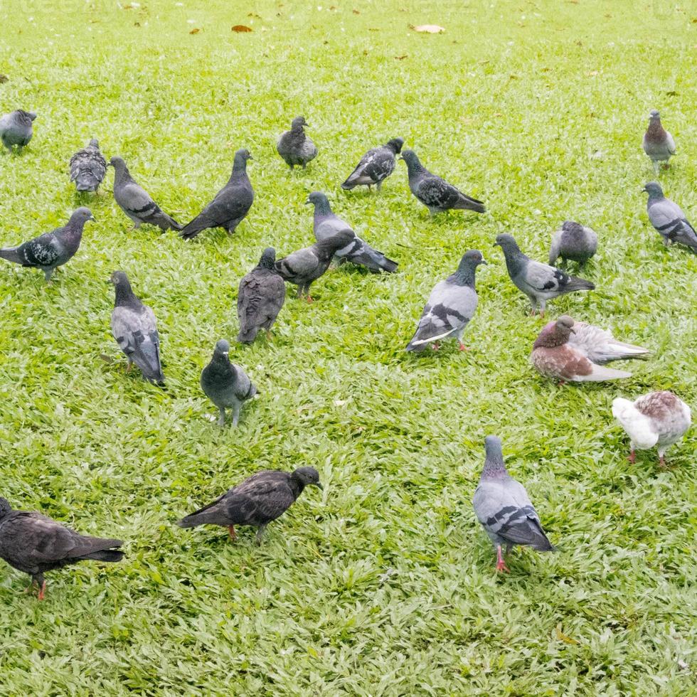 os pombos estão comendo no gramado. foto
