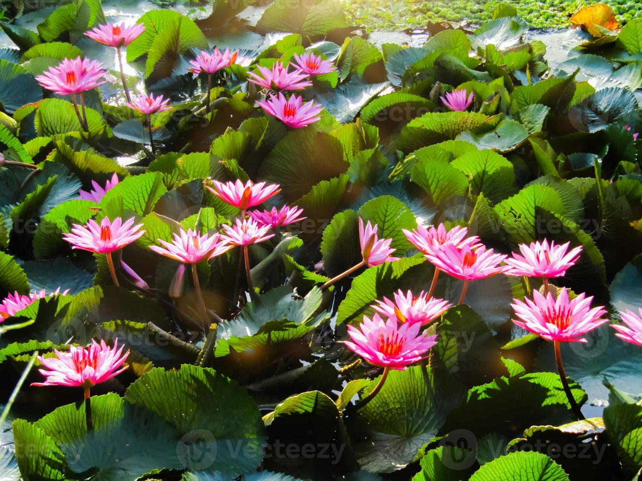 bela vista de plantas de lótus florescendo na lagoa foto