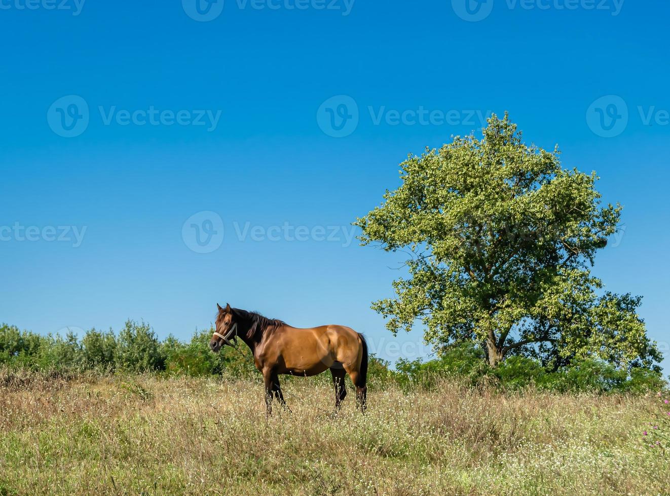 lindo garanhão de cavalo selvagem marrom no prado de flores de verão foto