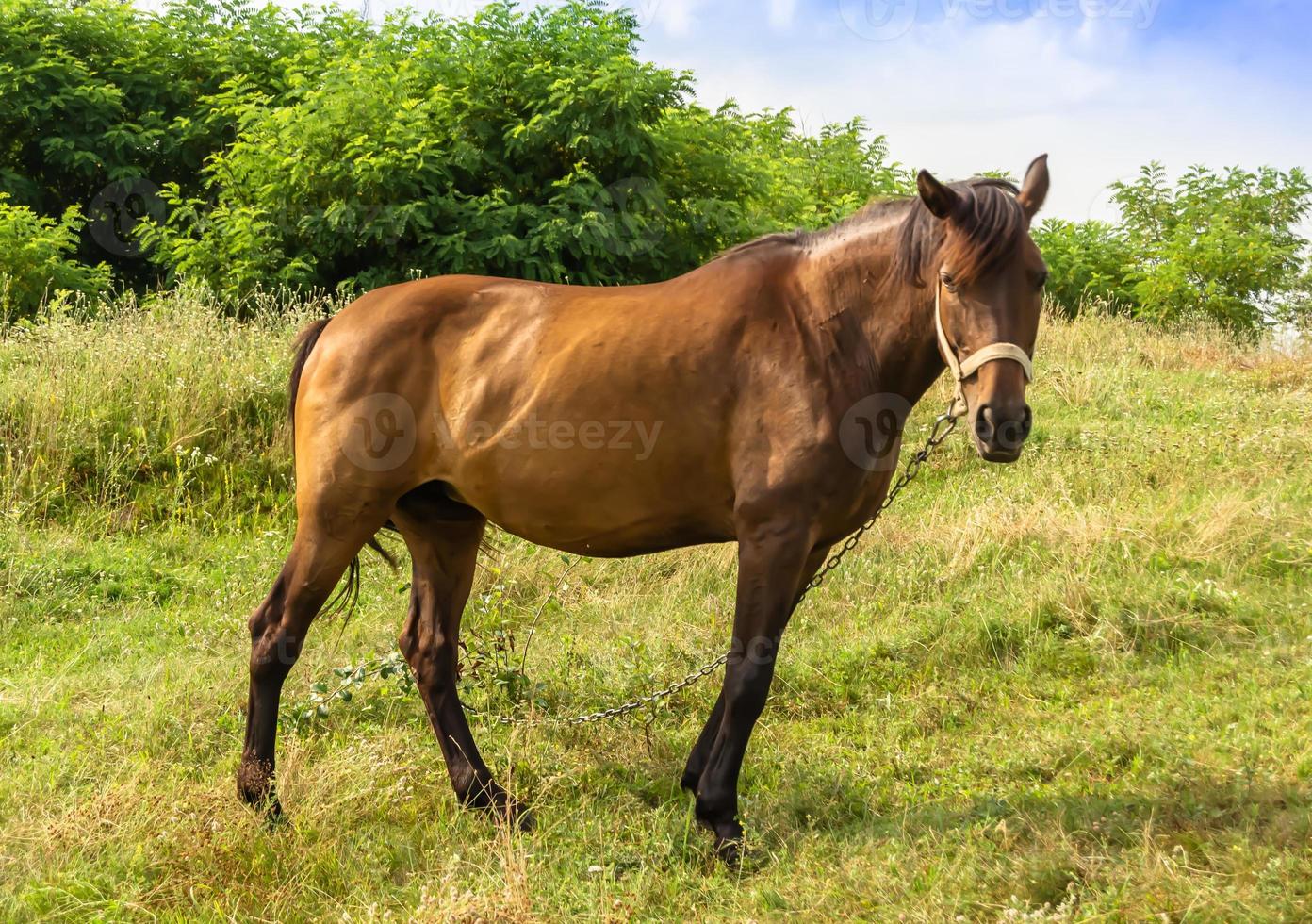 lindo garanhão de cavalo selvagem marrom no prado de flores de verão foto