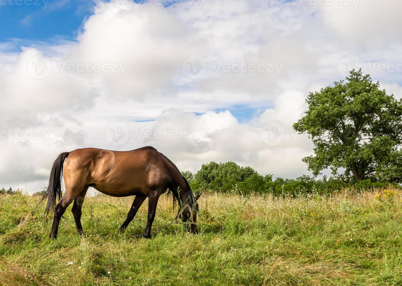 lindo garanhão de cavalo selvagem marrom no prado de flores de verão foto