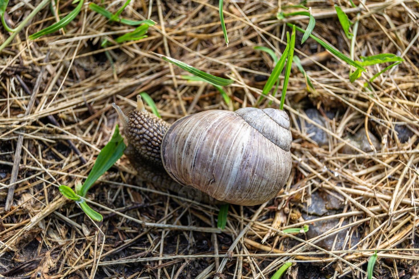 grande caracol de jardim com concha rastejando em estrada molhada foto