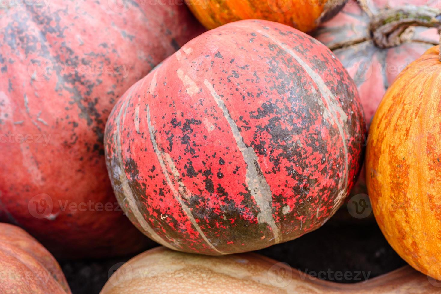 muitas abóboras grandes e pequenas, amarelas e laranja no jardim foto