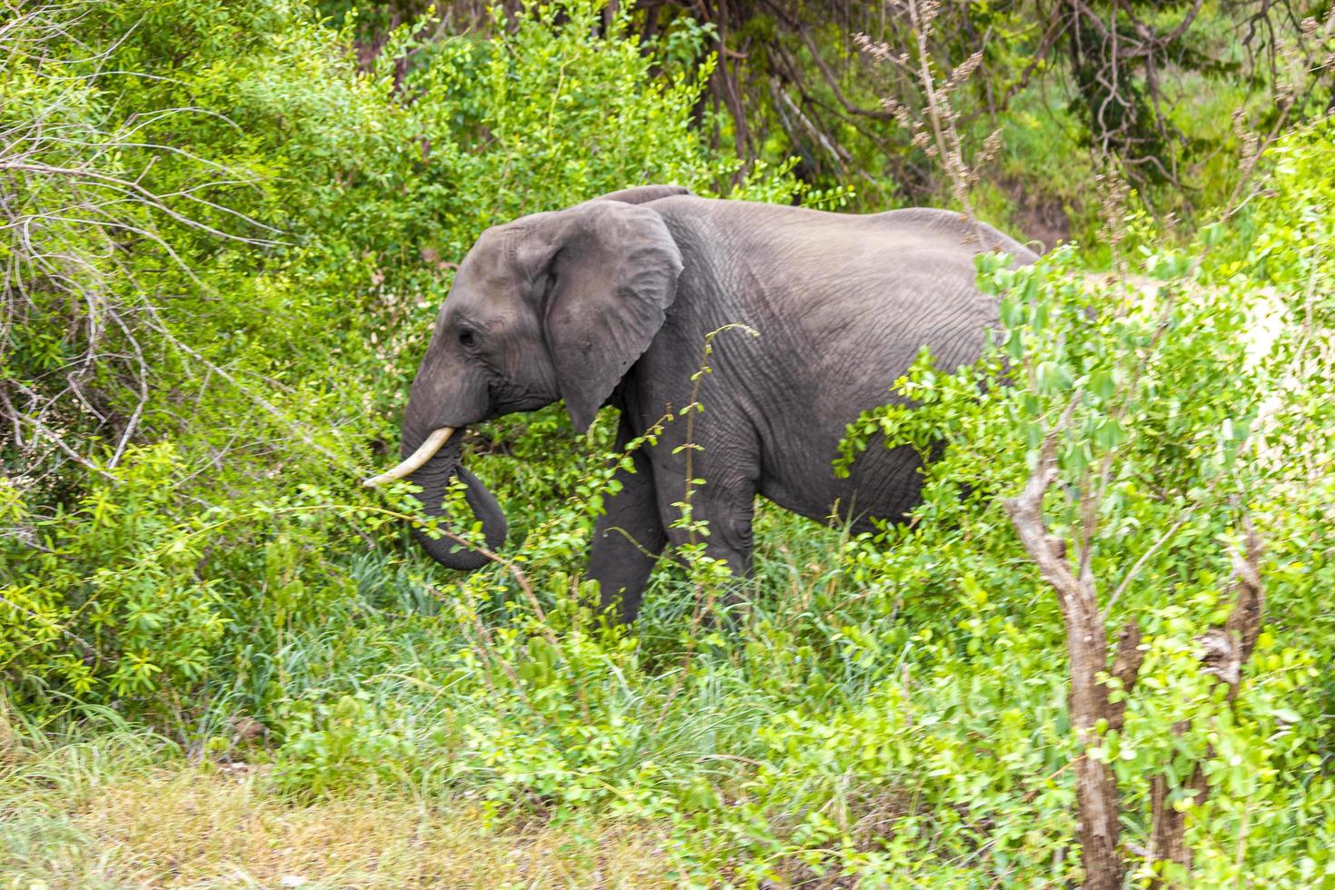 cinco grandes elefantes africanos kruger safári do parque nacional na áfrica do sul. foto