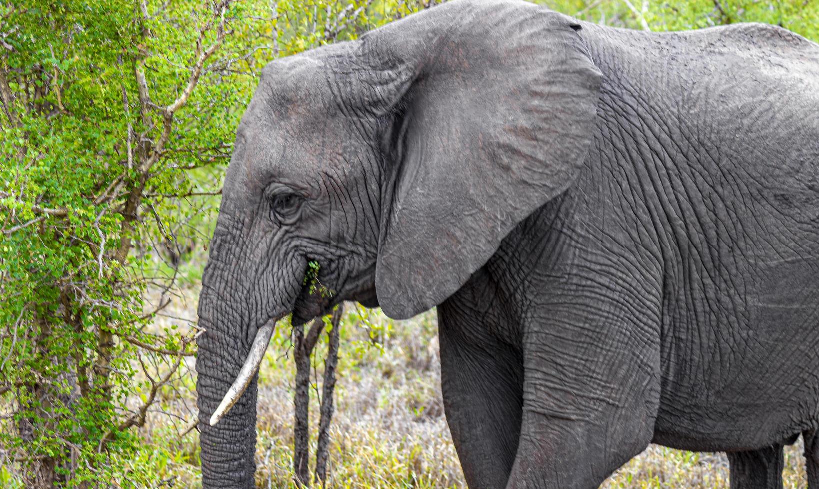 cinco grandes elefantes africanos kruger safári do parque nacional na áfrica do sul. foto