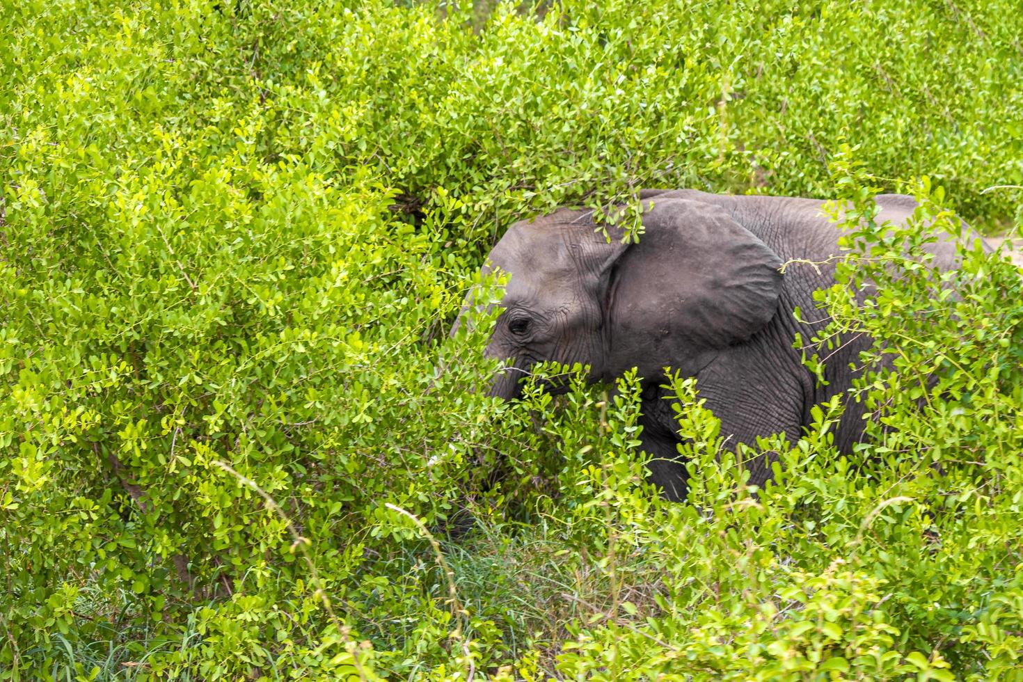 cinco grandes elefantes africanos kruger safári do parque nacional na áfrica do sul. foto