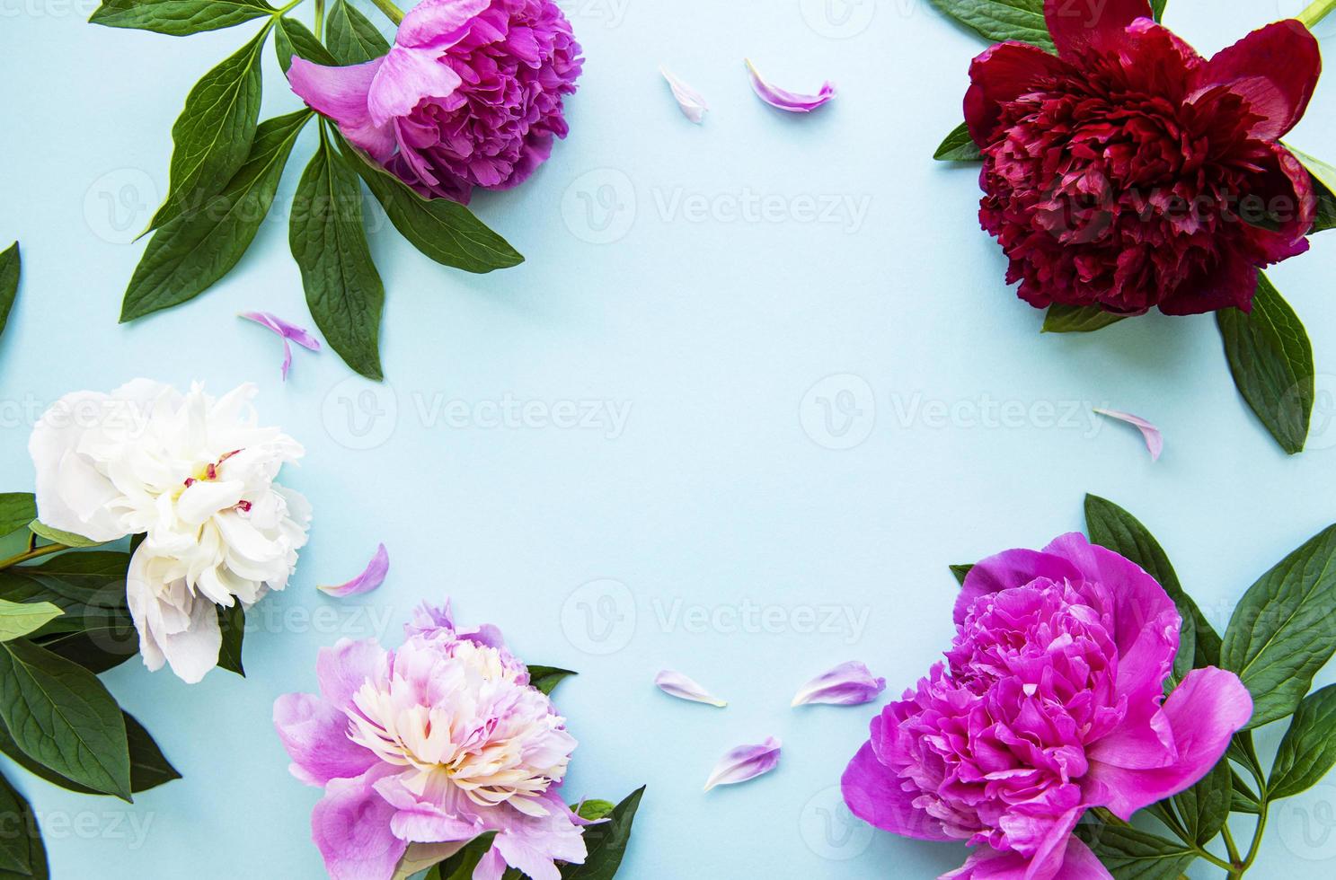 flores de peônia rosa como borda foto
