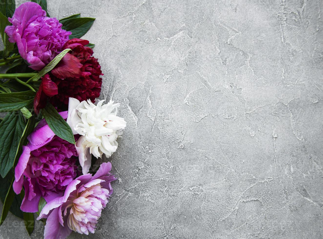 flores de peônia em um fundo cinza de concreto foto