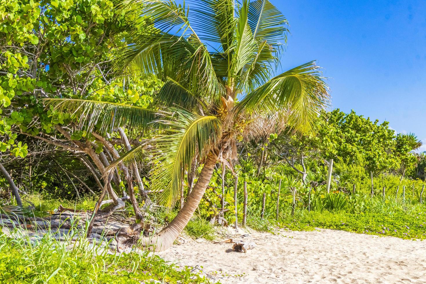 praia tropical mexicana com palmeiras playa del carmen méxico. foto