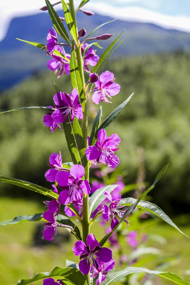 lindas flores cor de rosa no prado de verão em hemsedal, Noruega. foto