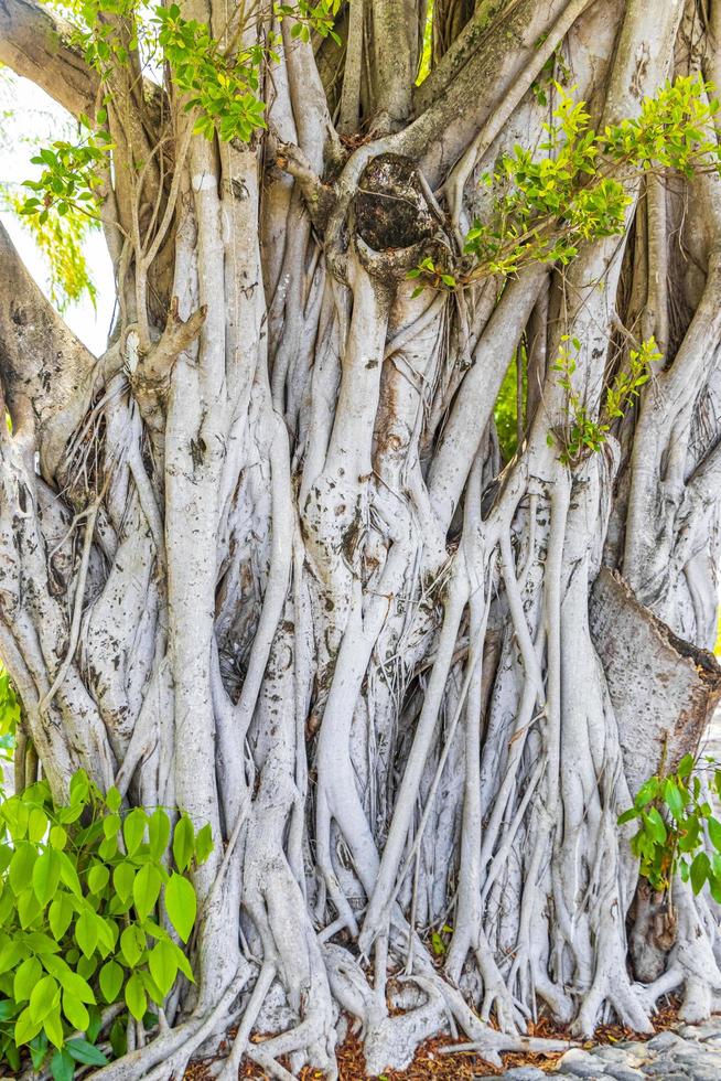 grande árvore tropical ficus no parque no aeroporto de cancun, méxico. foto