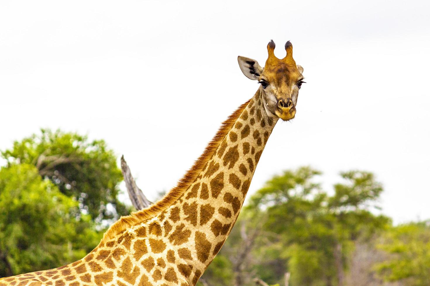 bela alta majestosa girafa kruger parque nacional safari áfrica do sul. foto
