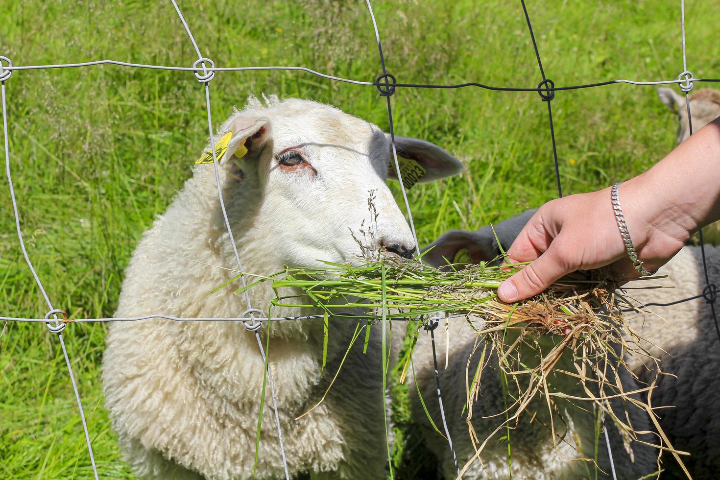 ovelhas lanosas brancas alimentando-se no prado, n hemsedal, viken, noruega. foto