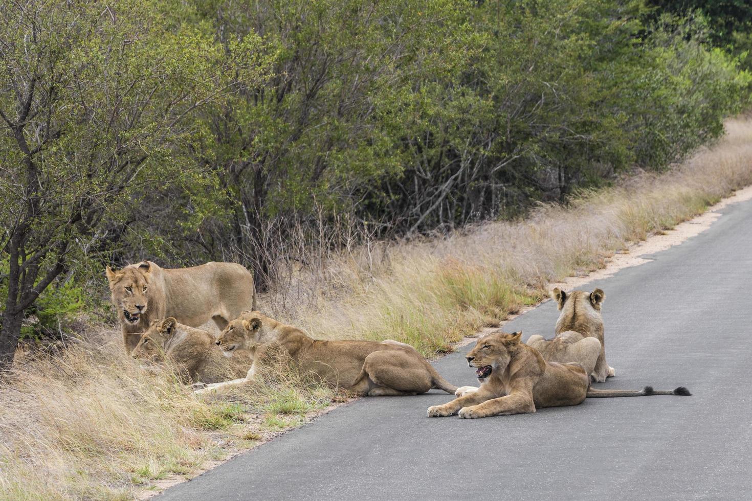 leões relaxam na rua kruger national park áfrica do sul. foto