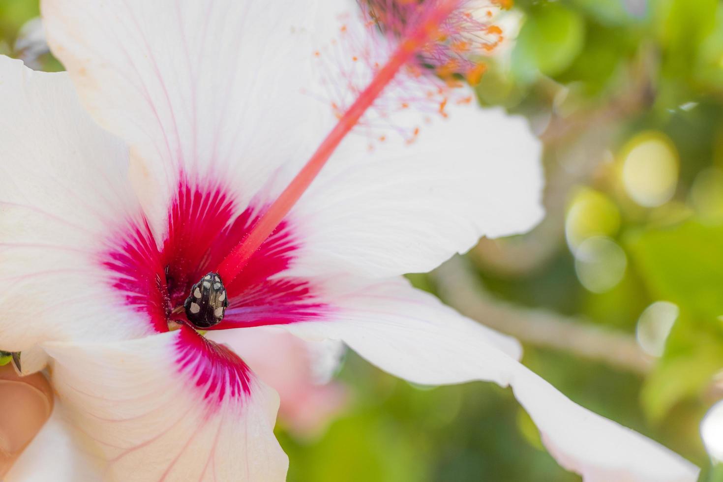 flores brancas de hibisco com coruja de luto oxitiréia, besouro preto. foto