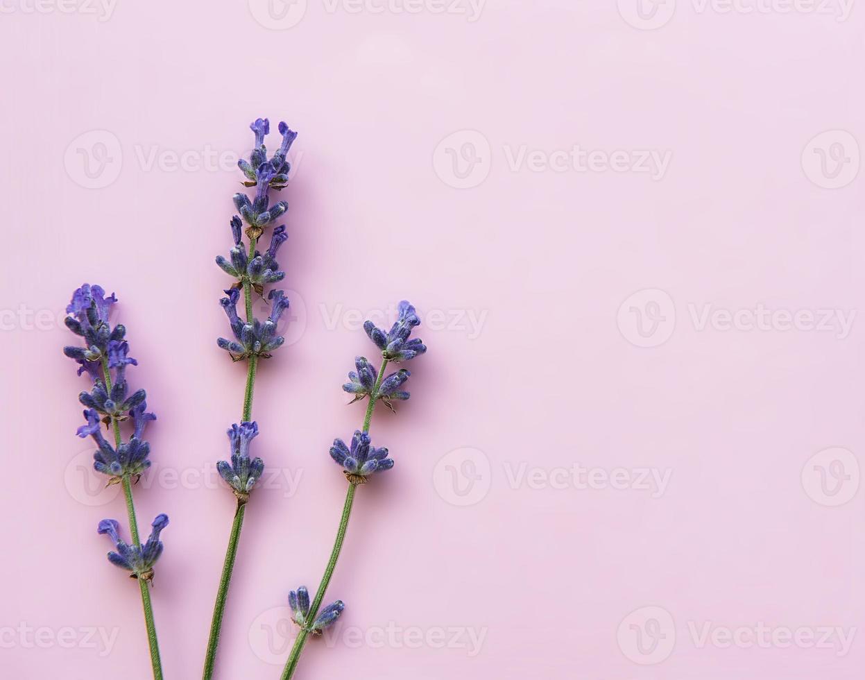 flores frescas de lavanda, vista superior em fundo rosa foto