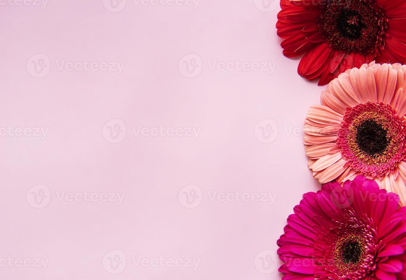 flores gerbera em um fundo rosa pastel foto