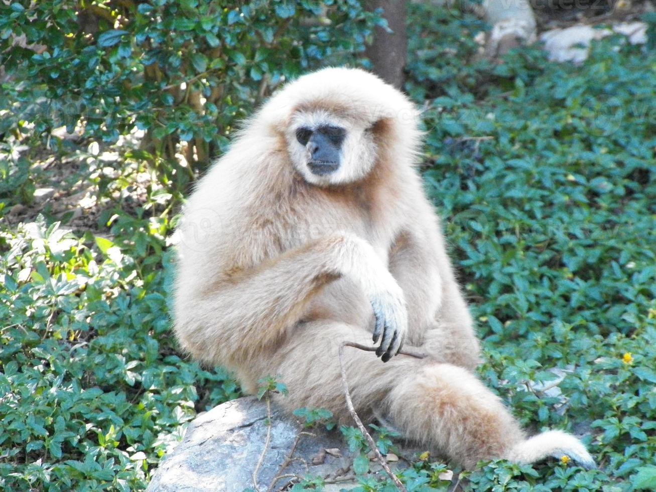 macaco gibões ao amanhecer foto