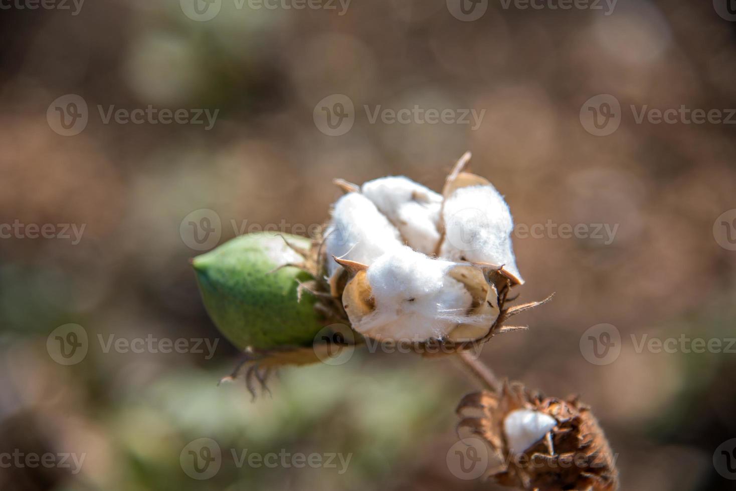 campo de fazenda de algodão, close-up de flores e bolas de algodão. foto