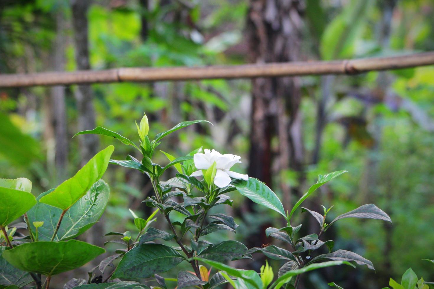 foto de uma flor de jasmim branca de vários ângulos 4976852 Foto de stock  no Vecteezy